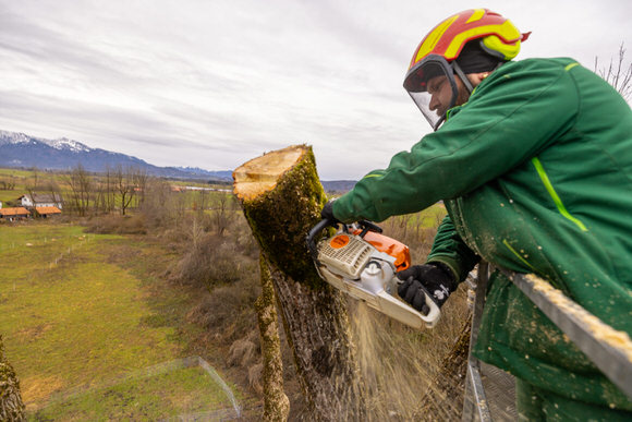 FAHTPIX-Baumfällung_mit_Kettensäge