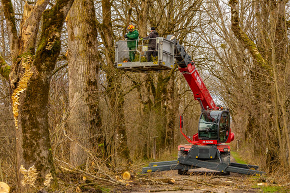 FAHTPIX-Baumfällung_mit_Kran
